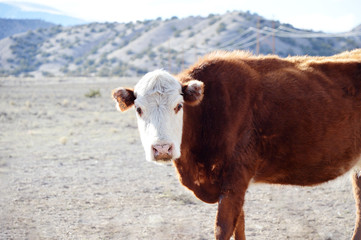cow against desert mountain