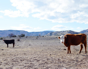 cows against mountains blue sky white clouds