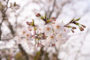 [花]桜（ソメイヨシノ）