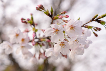 [花]桜（ソメイヨシノ）