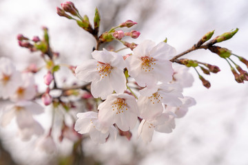 [花]桜（ソメイヨシノ）