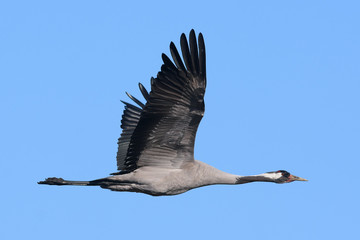 Crane in flight over blue sky