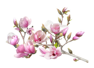Fototapeta na wymiar pink magnolia