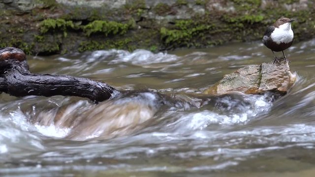 Wasseramsel, White-throated Dipper (Cinclus cinclus)