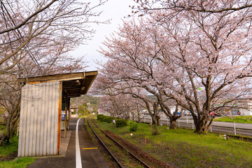 Fototapeta na wymiar [佐賀県]浦ノ崎駅の桜