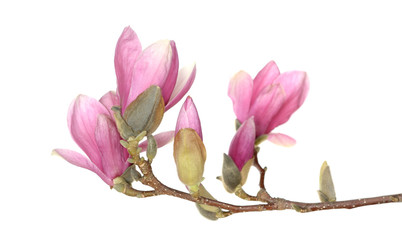 pink magnolia © anphotos99