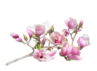 Naklejka na ściany i meble pink magnolia