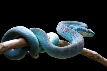Blue viper snake ready to attack, blue insularis