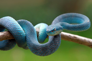 Blue viper snake ready to attack, blue insularis