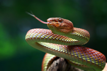 Mangrove pit viper on branch ready to attack