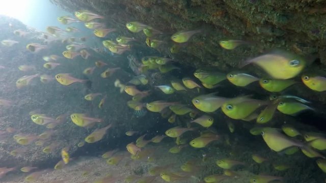 Fishes on diving on the Island Itatiaia. Video recorded in Vila Velha, Espirito Santo, 2019. 