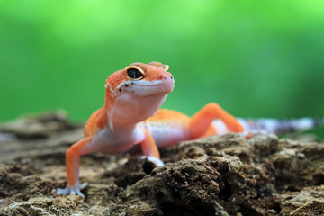 Orange gecko lizard closeup face on wood