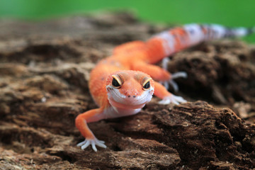Orange gecko lizard closeup face on wood