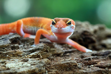 Orange gecko lizard closeup face on wood