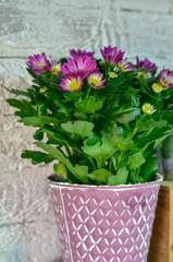 Flowers and succulent plants in vintage pots in flower shop.