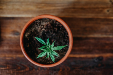 Cannabis Hanf Pflanze steht auf braunem Holz Tisch