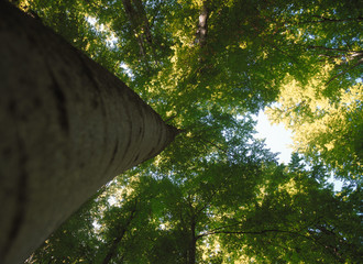 Fototapeta premium tree in forest