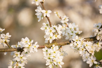 blooming cherry tree in spring