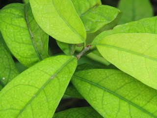 PLANTA DE HOJAS VERDES GRANDES, hojas, verde, naturaleza, árbol, follaje, macro, fresco, verano, nativo,