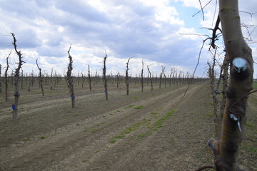 Apple trees in the garden, pruning apple trees