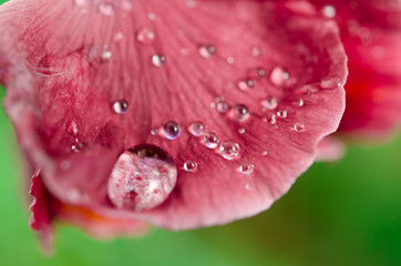 Transparent water drops on petals of a flower in open air. Close-up, macro. Selective focus