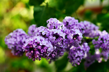 Obraz premium Macro view blooming lilac. Springtime landscape with bunch of violet flowers. Selective focus photo.