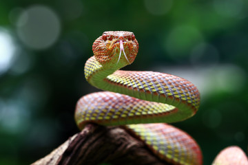 Mangrove pit viper on branch ready to attack