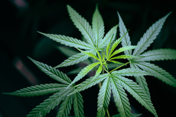 Fototapeta na wymiar Cannabis leaves marijuana plant tree growing on dark background