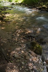 stream in forest