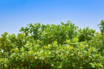 Fototapeta na wymiar Sea almond leaf on tre and blue sky background / Terminalia catappa