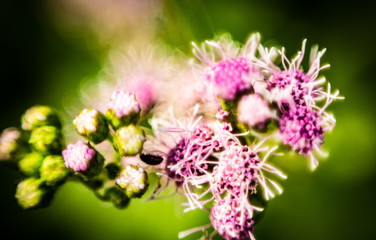 Purple flower in macro