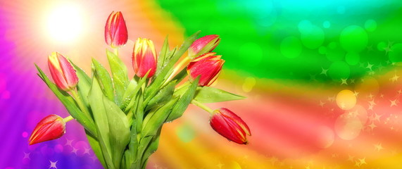Obraz na płótnie Canvas spring fresh. red tulips on a multicolored abstract background of spring sun rays
