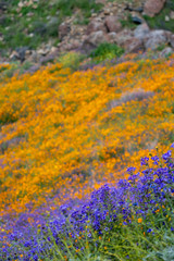 Super bloom of beautiful poppies and purple wildflowers on the hills of Walker Canyon in Lake Elsinore California. Focus on the purple flowers