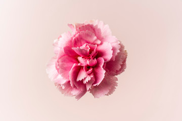 top and close up view of carnation on pink
