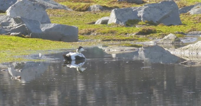 Eider Duck in the lake