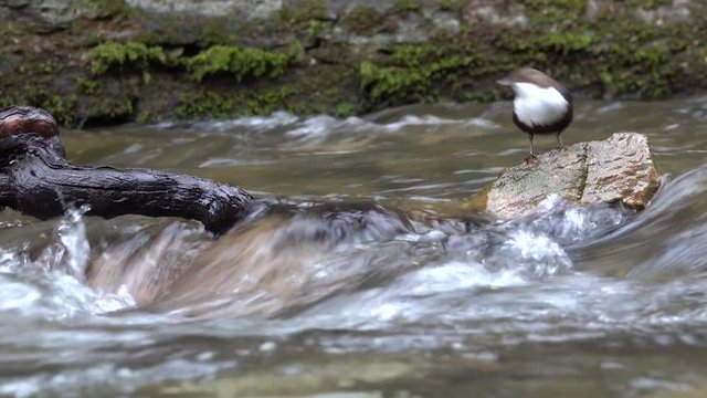 Wasseramsel, White-throated Dipper (Cinclus cinclus)