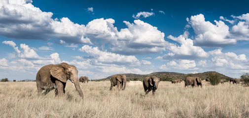 A herd of Elephants walking underneath blue sky and clouds