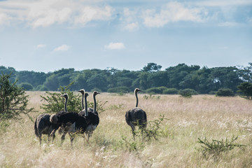 Group of Ostriches in the savanna