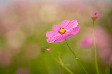A bright pink cosmos flower