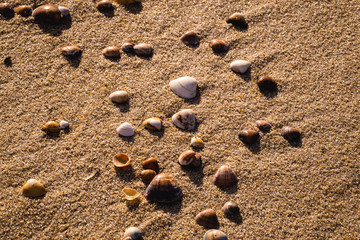 small sea shells on the beach sand