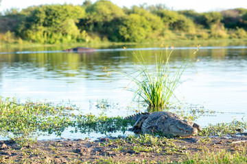 Crocodile sunning on a river bank 