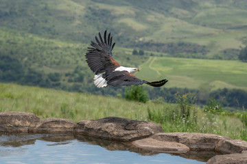 African Fish Eagle with wings spread