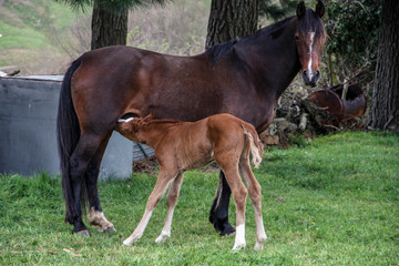 Obraz premium Yegua y potro