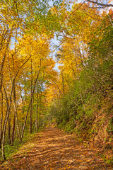 Fototapeta premium Mountain Trail in the Autumn