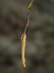 Birch tree with buds