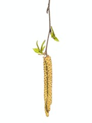 Birch tree with buds