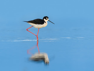 Black-necked Stilt with Reflection Foraging on the Pond with Blue Water