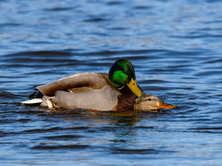 Male and Female Mallards Mating in Spring