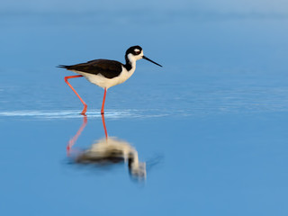 Black-necked Stilt with Reflection Foraging on the Pond with Blue Water