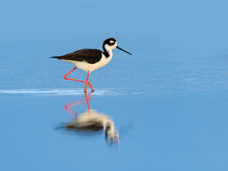 Black-necked Stilt with Reflection Foraging on the Pond with Blue Water